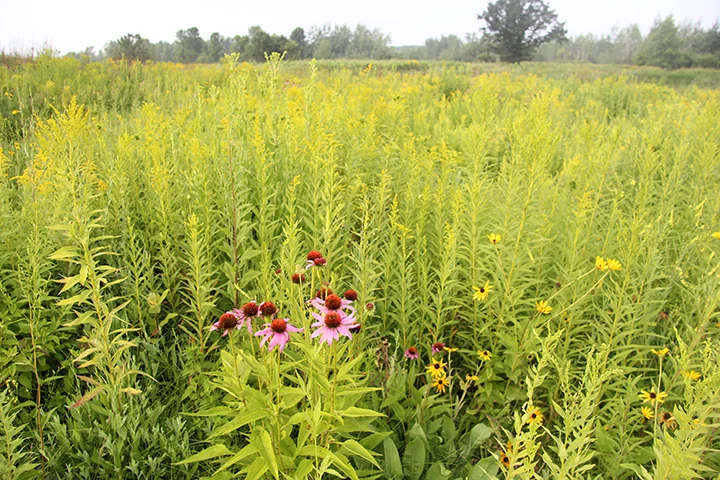 The beginning of the flowering of the Goldenrod (behind the Purple Coneflower shown here) marks for me the turning point of the prairie and the seasons. Plants are mellowing, focusing less on growth and more on seed dispersal. 