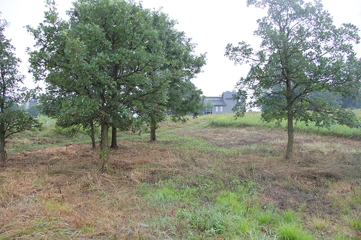 A photo and a side note: we have never done justice to this small cluster of seven Bur Oaks. I mowed and sprayed this area to begin preparing it for a reseeding of Oak Savannah grasses and wildflowers. 