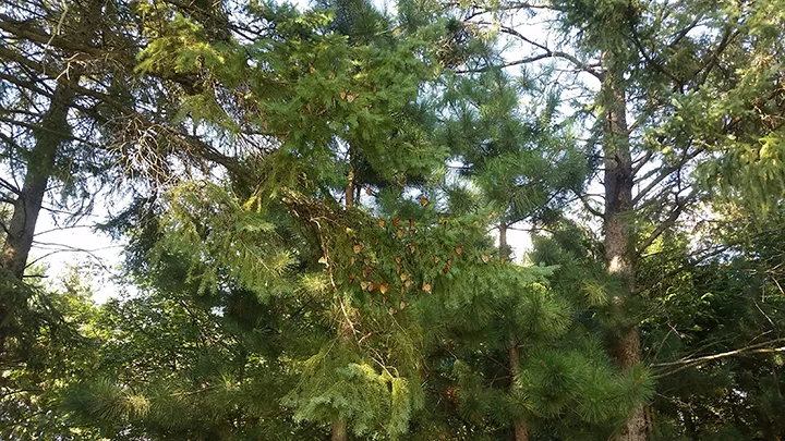 Though at a distance, you can see the branches of this spruce tree full of monarchs, hanging like bats in the shade of the grove. 