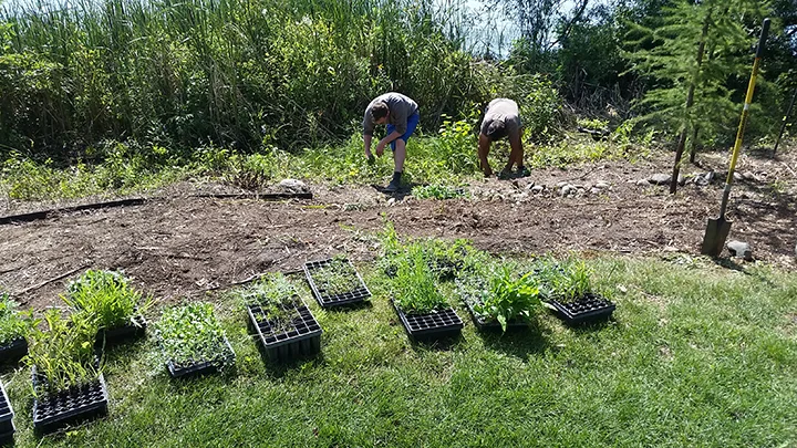By inserting approximately 1.25 plugs every square foot, we saturate the area with natives, which should out-compete the weeds and will eventually reproduce themselves, filling up the area with native vegetation. 