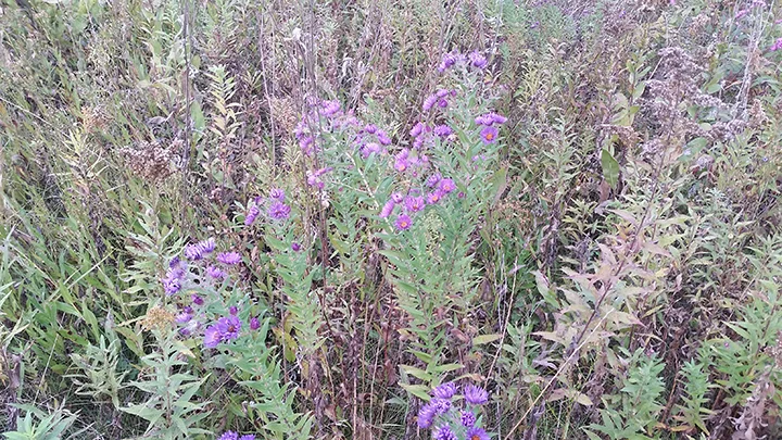 The Asters, native wildflowers, are perhaps the coolest of the cool season natives. They are the last of the wildflowers to bloom, and do so in September and October. Without them, the prairies would go dormant and lose their color somewhat earlier, perhaps ending on a Goldenrod note.