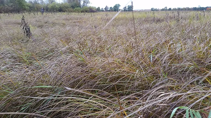 This is a sedge meadow that we walked through yesterday to check where the firebreaks would go for a future burn. The sedges (a native wetland plant) have gone dormant, with the exception of some cordgrass in the middle. But note the Reed Canary grass in the lower right part of the screen. It is thriving in the cool temps of mid-October. Reed Canary grass, an invasive species, is definitely a cool season grass.