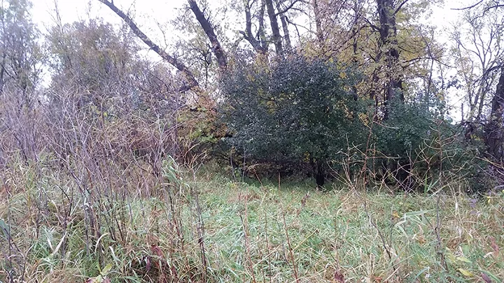 Here we see the Reed Canary grass again, quite active, in front of a Buckthorn shrub in the woods. Its dense, green color suggests that is is very active right now. Its activity is not directed toward growth, but toward storing nutrients for the winter. It is not putting out new foliage, but rather gathering carbon from the air and soil and storing it as sugar so that it not only survives the winter, but gets a jump in spring. Hence the success of this invasive, non-native shrub, Buckthorn.