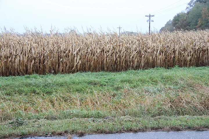 There’s the dreaded Reed Canary grass again, still green on the roadside, whereas the corn, perhaps the quintessential warm season plant (originated the the warm climate of Central America), has been dormant for some time now.