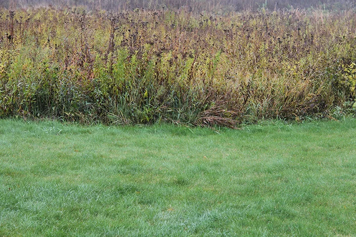 The turf grass, in this case, Fescue, is also thriving in these cool temperatures. This is why it is said that fall is a good time to fertilize your lawn, as the active plant takes in the nutrients. The prairie behind it is pretty much shut down, except for the odd goldenrod here and there.