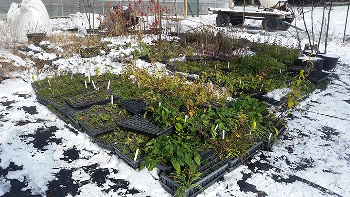 Friday, November 9, the day we moved the flats from the greenhouse out to the staging area, reached a high of 15 degrees.