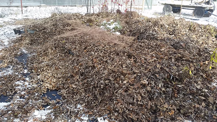 We covered the flats with leaves we had raked and brought back from one of our woodland seeding projects.