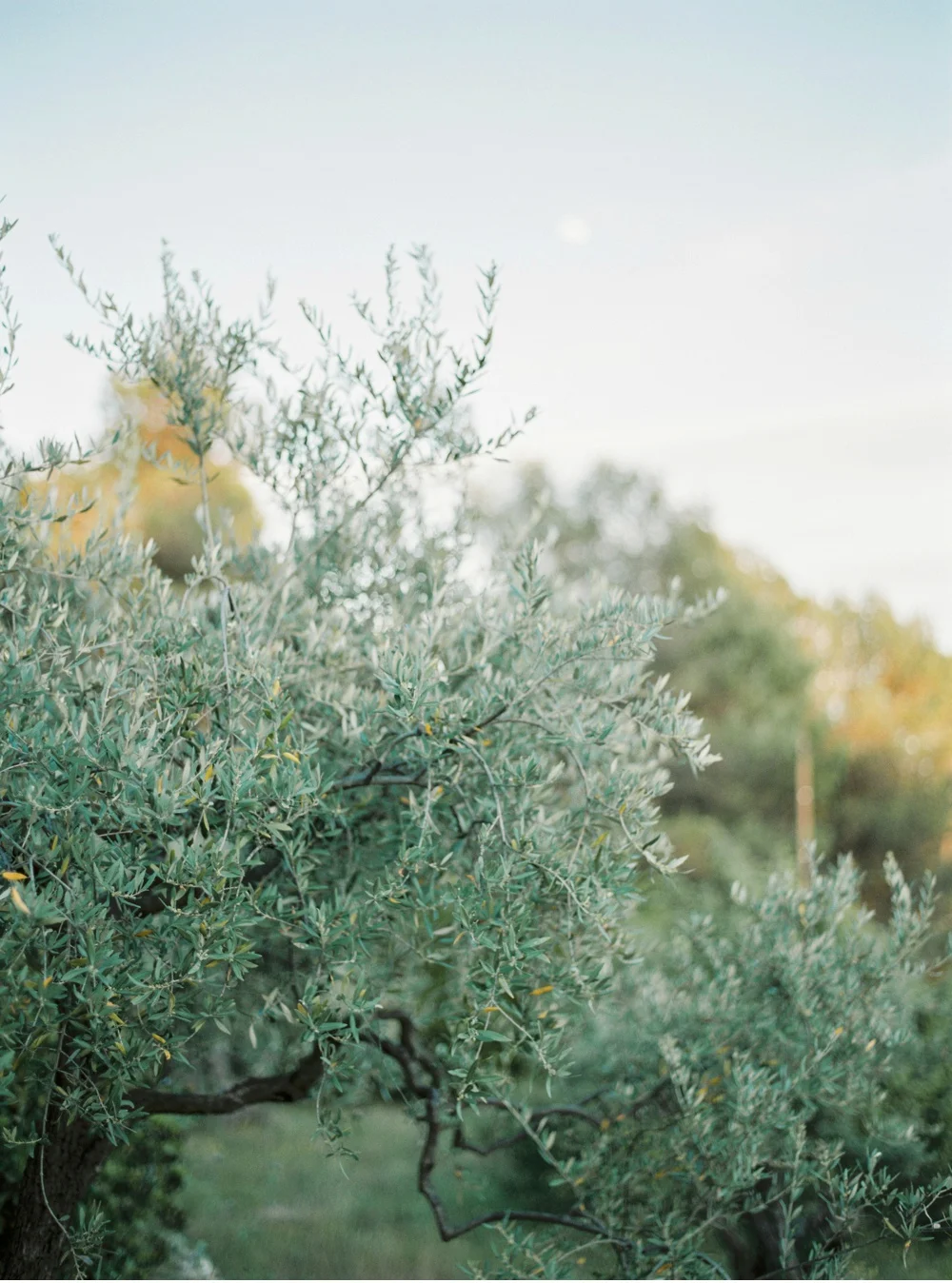 Provence_France_WeddingPhotographer©MadalinaSheldon_0026.jpg