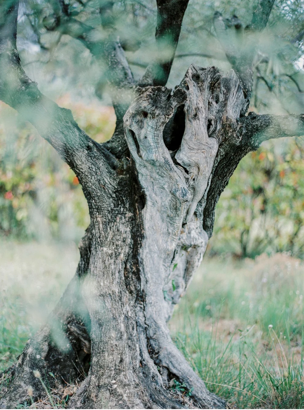 Provence_France_WeddingPhotographer©MadalinaSheldon_0046.jpg