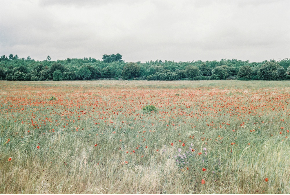 Provence_France_WeddingPhotographer©MadalinaSheldon_0088.jpg