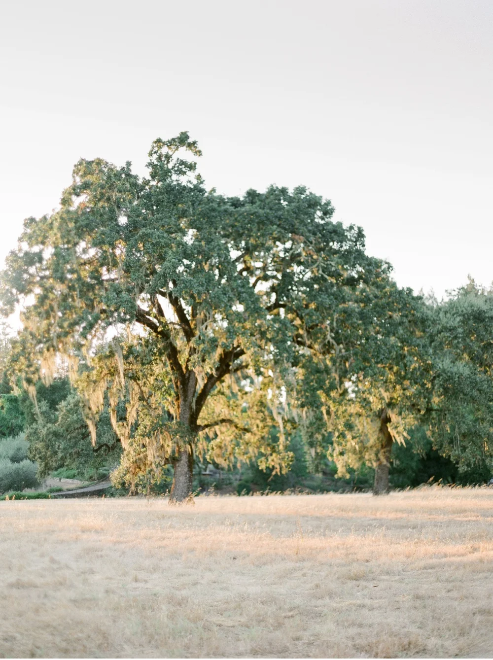 California_NapaValley_Wedding_Photographer©MadalinaSheldon_0021.jpg