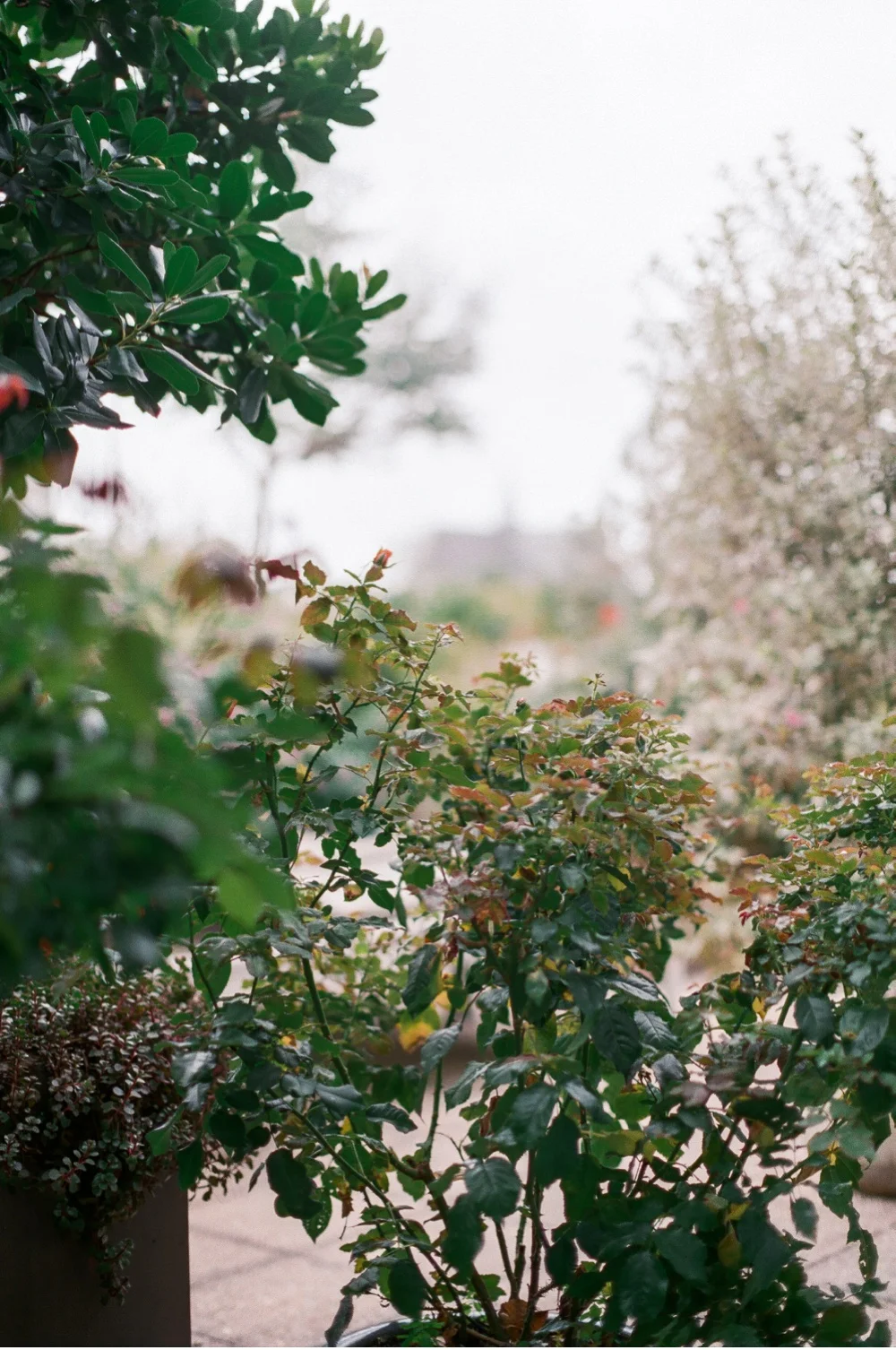 Paris_Elopement_wedding_Photographer©MadalinaSheldon_0025.jpg