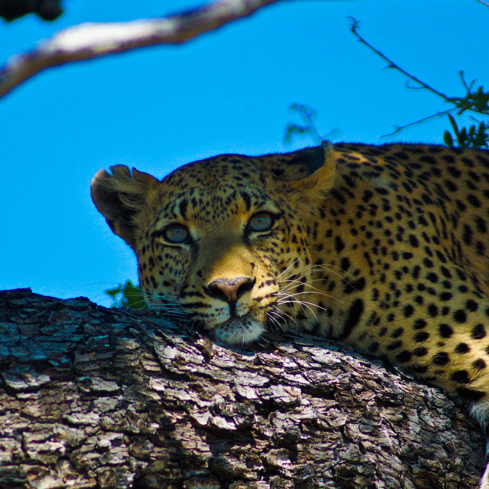 African Botswana Leopard Replace your fears and free your personal power