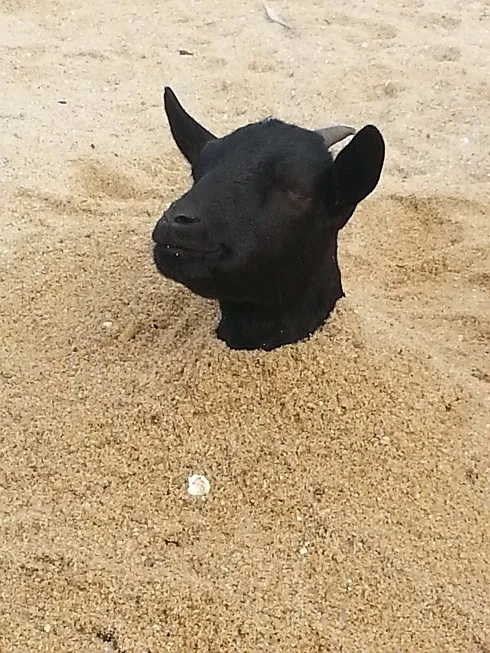 Goat stuck in the sand, get unstuck, free your power
