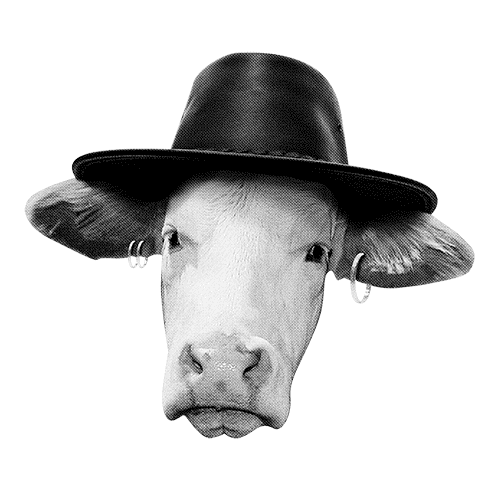 Gif Kuh mit Hut. Klaus Major Heuser Band. Gestaltung sons of ipanema aus Köln. Gif Cow with hat.