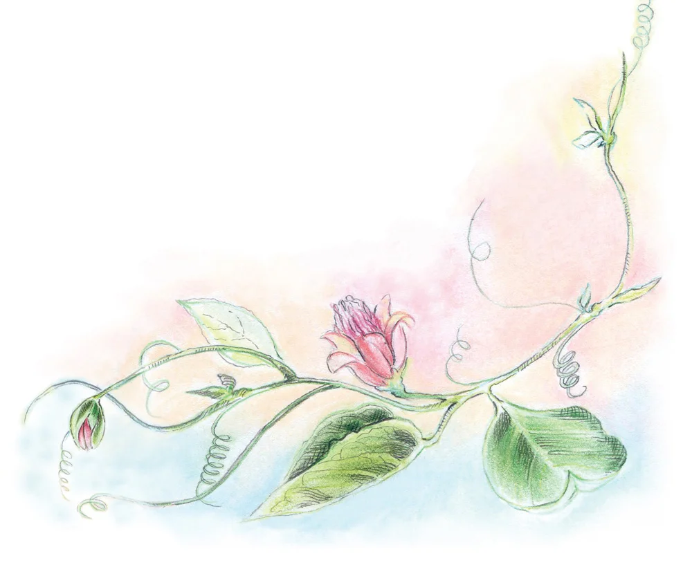 Envelope vine.jpg