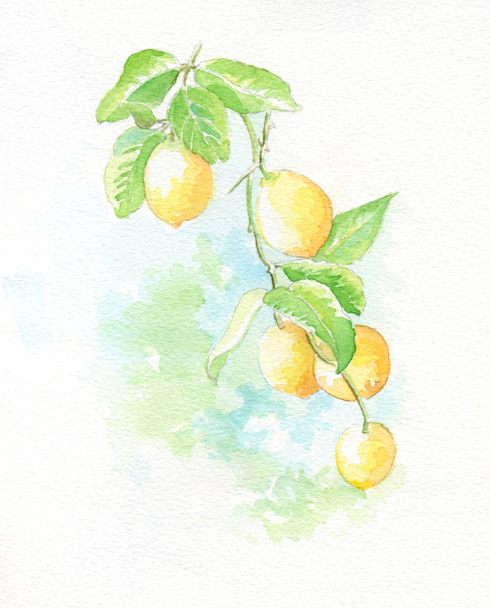 Lemon branch illus_blog.jpg