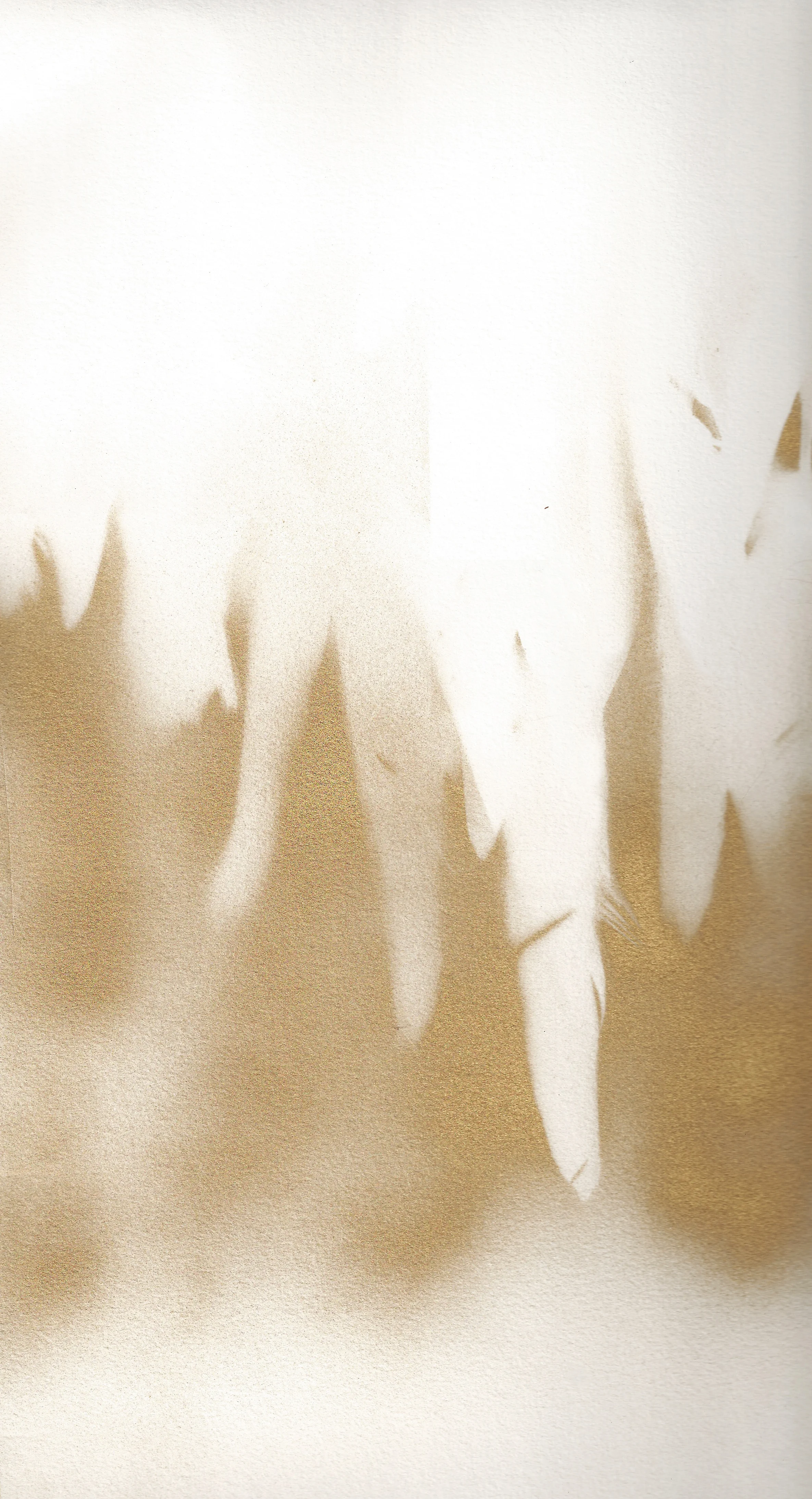 feathers.jpeg