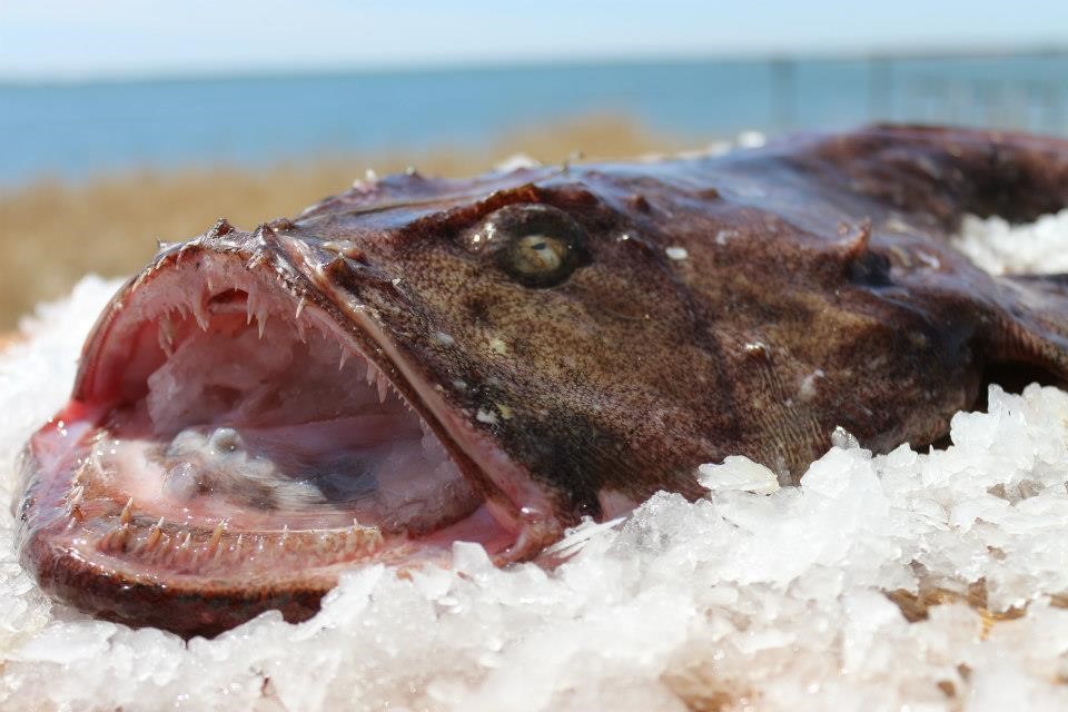Braun's Seafood