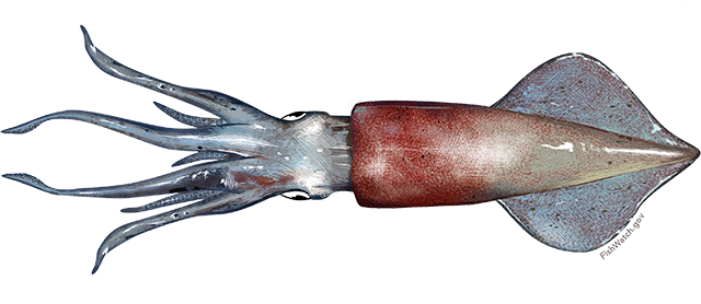 Squid, Longfin