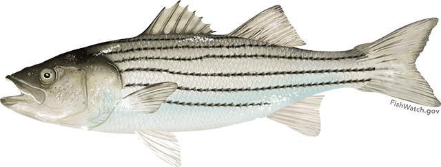 Striped Bass