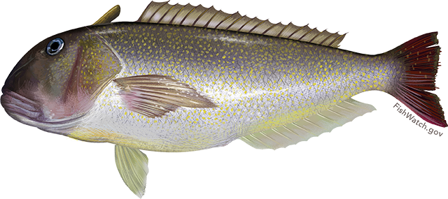 Tilefish