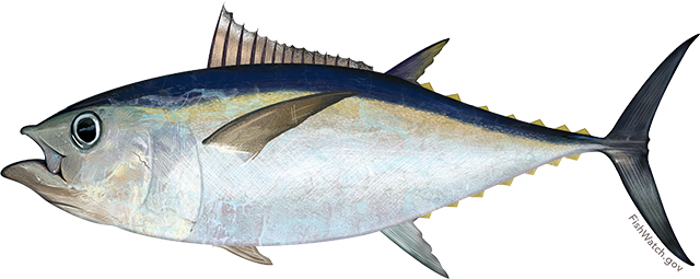 Tuna, Bigeye