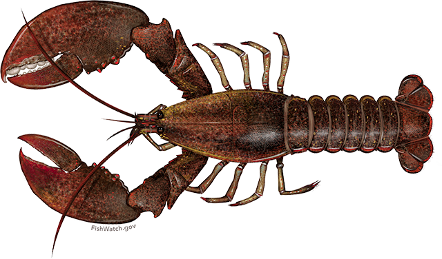 Lobster, American