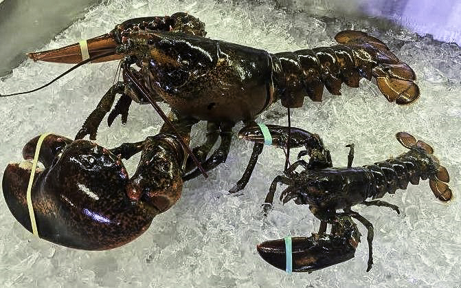 Braun Seafood