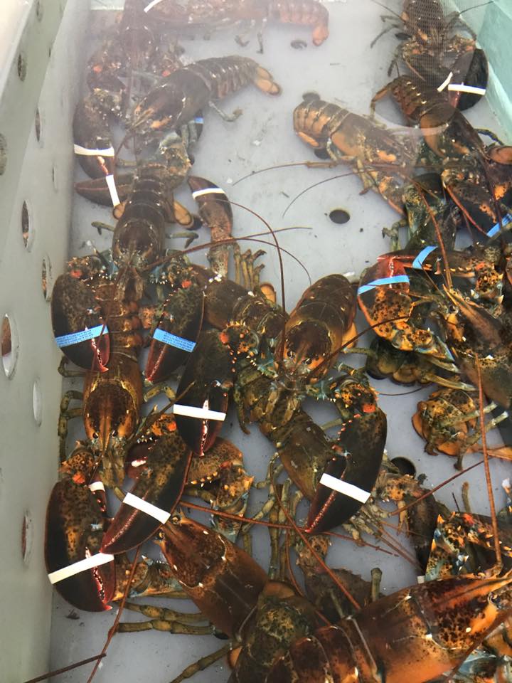 Braun Seafood