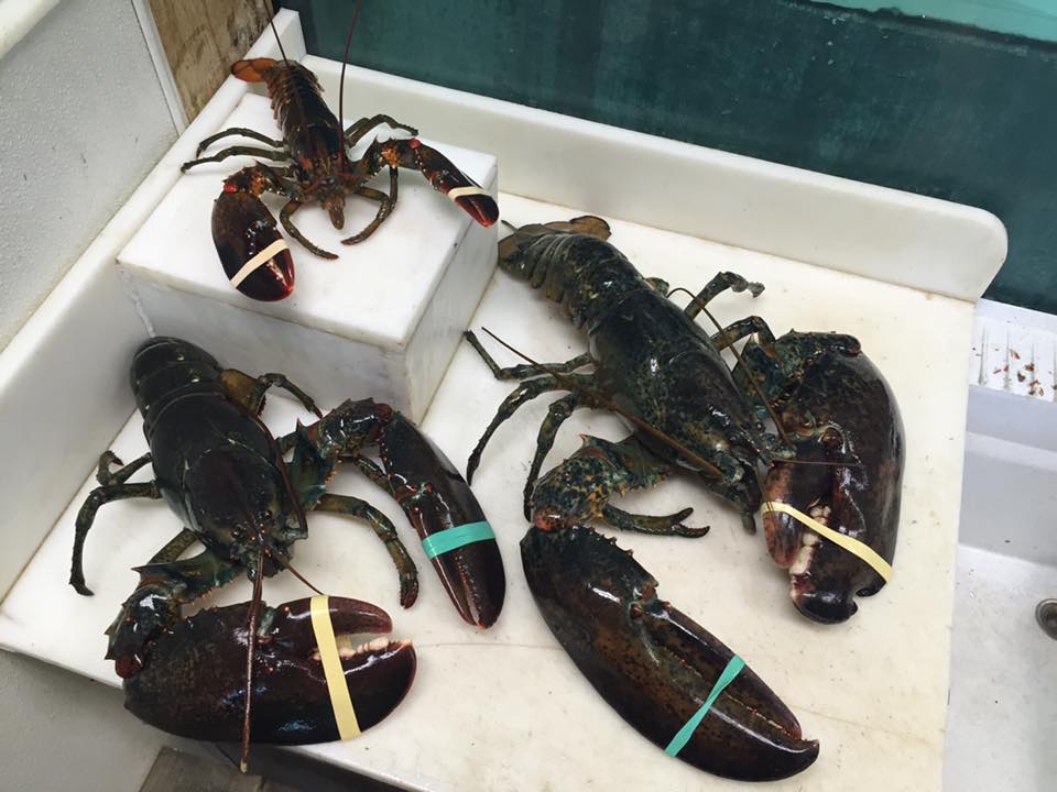 Brauns Seafood