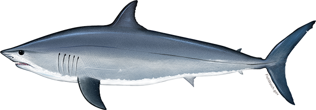 www.fishwatch.gov