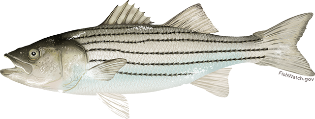 www.fishwatch.gov