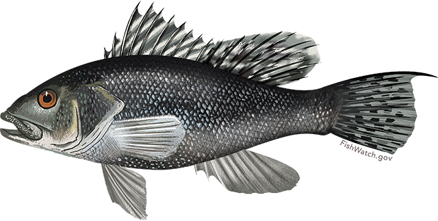 www.fishwatch.gov
