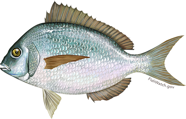 www.fishwatch.gov