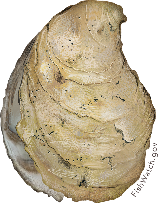 eastern_oyster.png