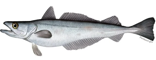 silver_hake.jpg