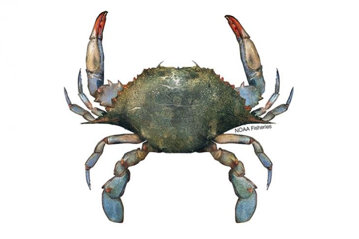 640x427-Crab_Blue_NB_W.jpg