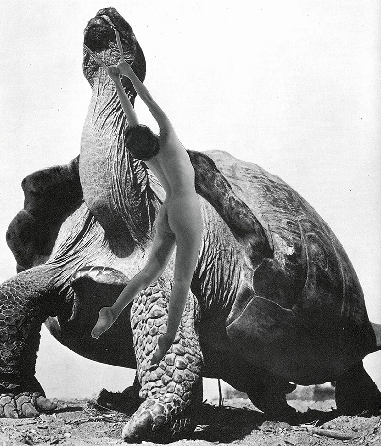  Taming the beast - Collage sur papier - 28 x 30 cm