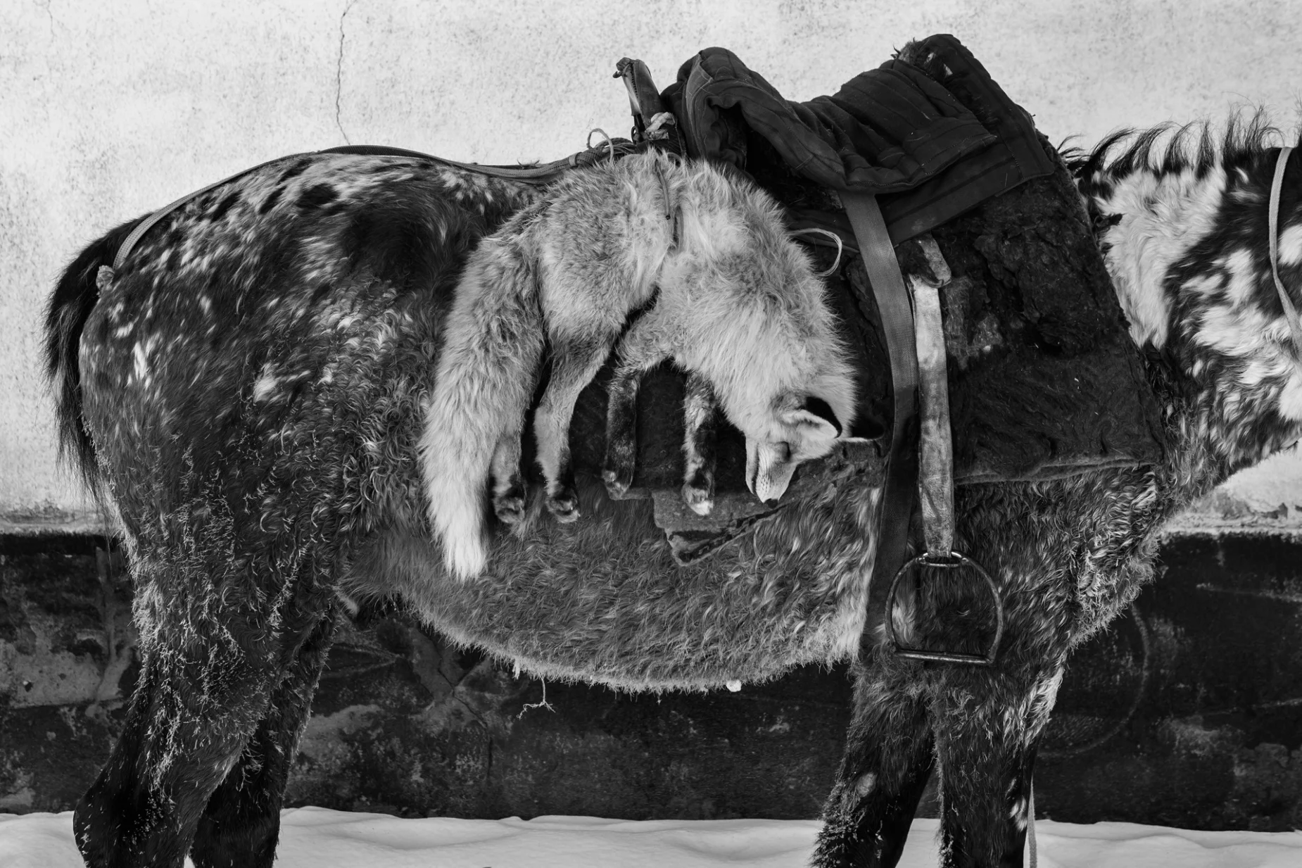 Horse Head #8 - Foto geprint op Fine Art Pearl Baryta (Satin) 285gsm Papier - 40 x 60 cm - 60 x 90 cm - 90 x 135 cm