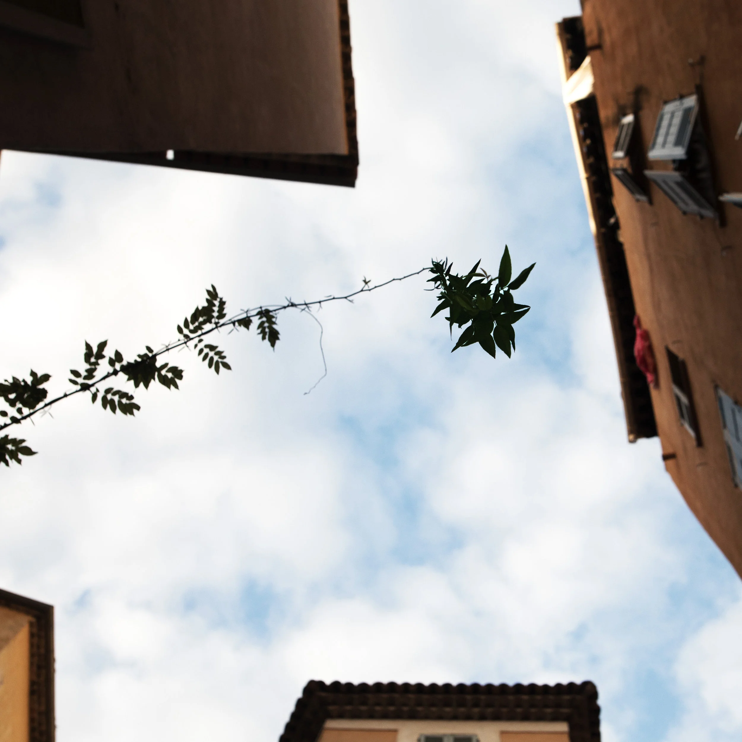 grasse.jpg