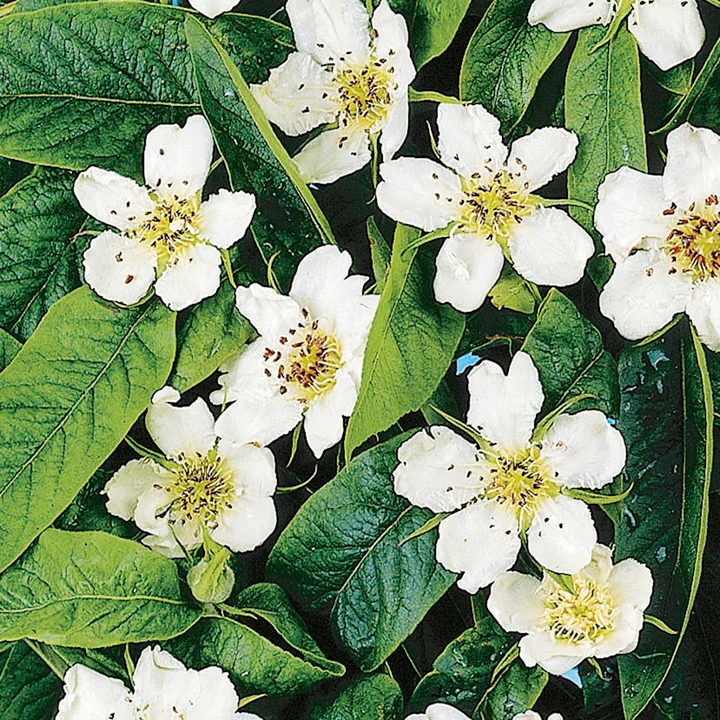 Medlar flowers.jpg