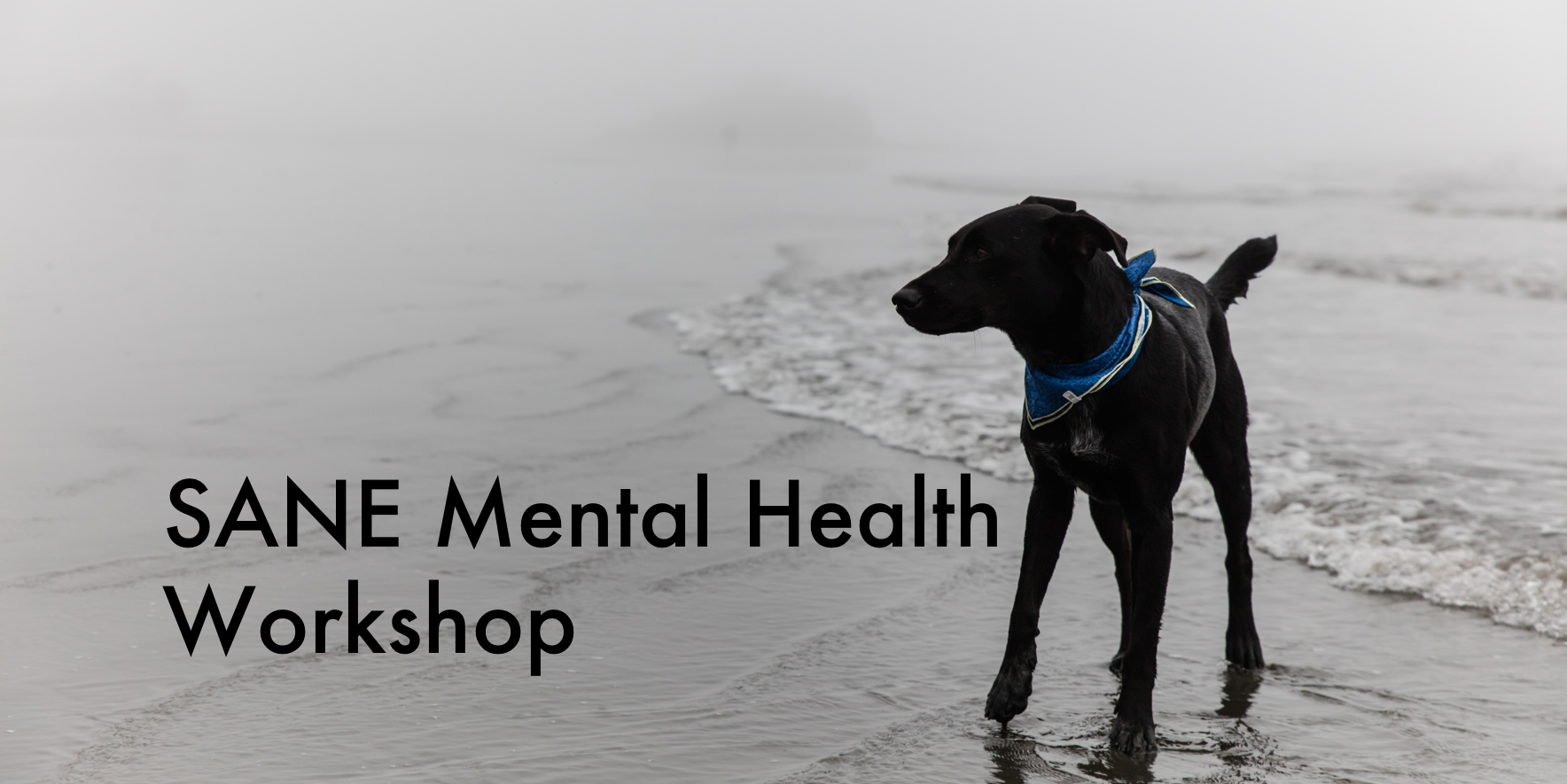 SANE workshop img.png