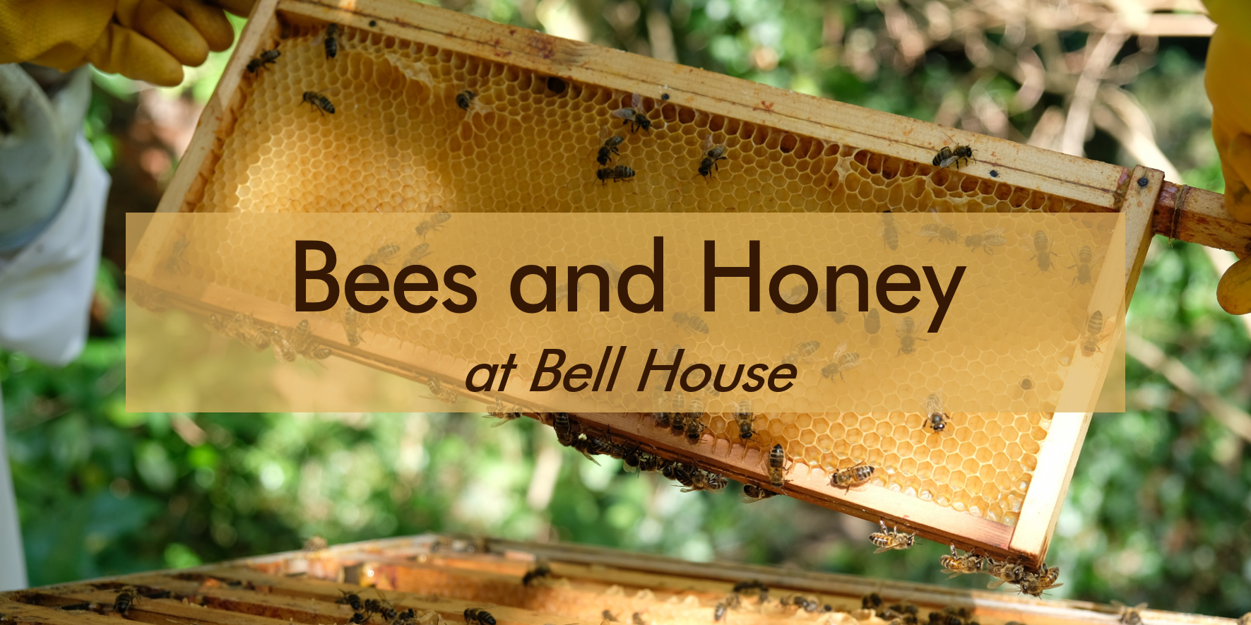 Bees and Honey at Bell House