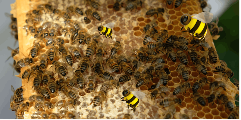 bees.png