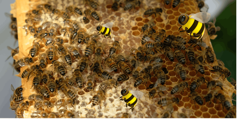 A Beekeeper's Year: Introductory Course