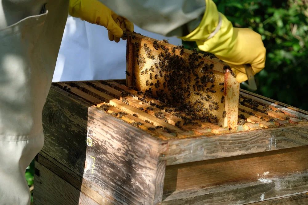 Bee-keeping: an introduction