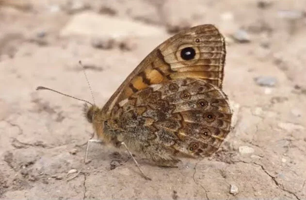 Climate Change Impacts on Butterflies and Moths
