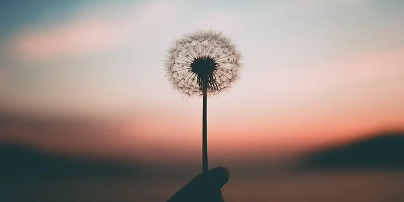 Our green, low-carbon future: Nurturing Dulwich’s potential