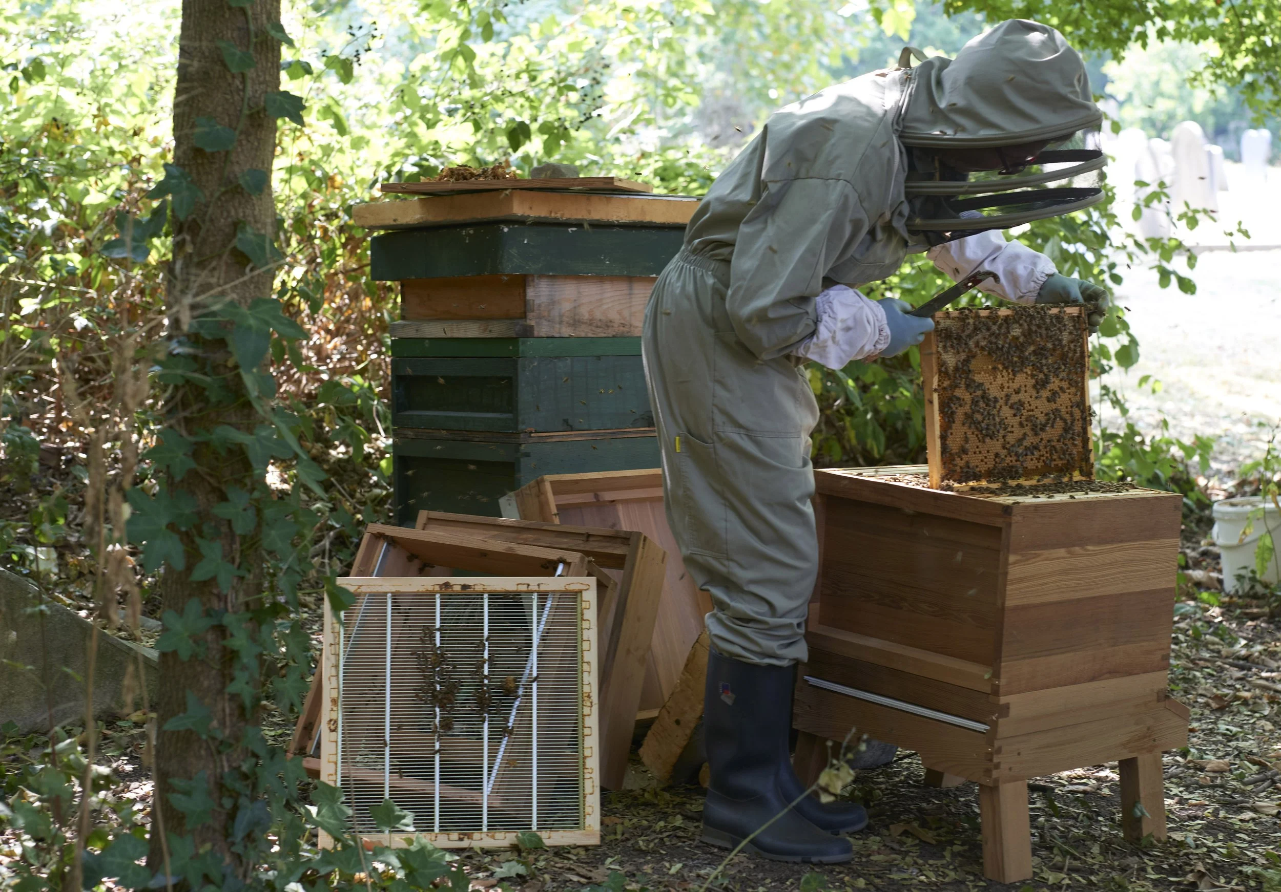 Pollinators and Honey Bees in Dulwich